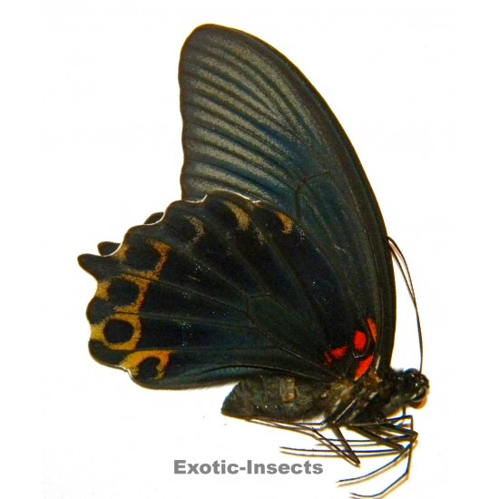 Papilio memnon X Papilio...