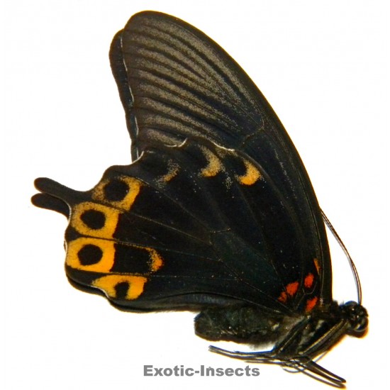 Papilio memnon X Papilio...