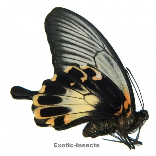 Papilio deiphobus deiphontes