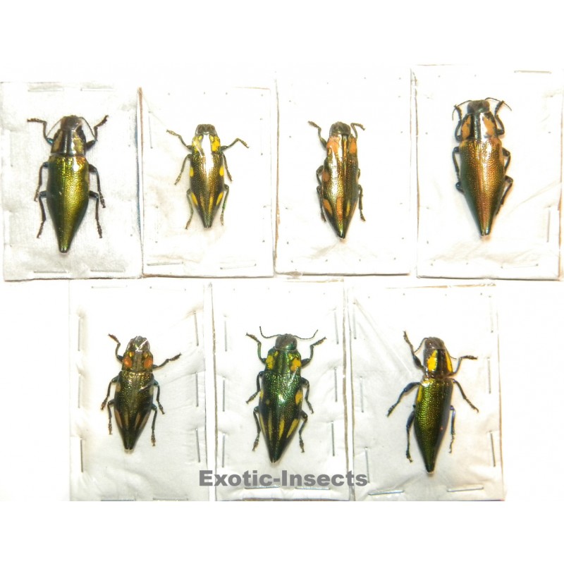 Buprestidae mix 03  Set of 21