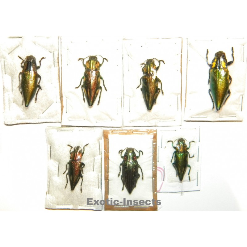 Buprestidae mix 03  Set of 21