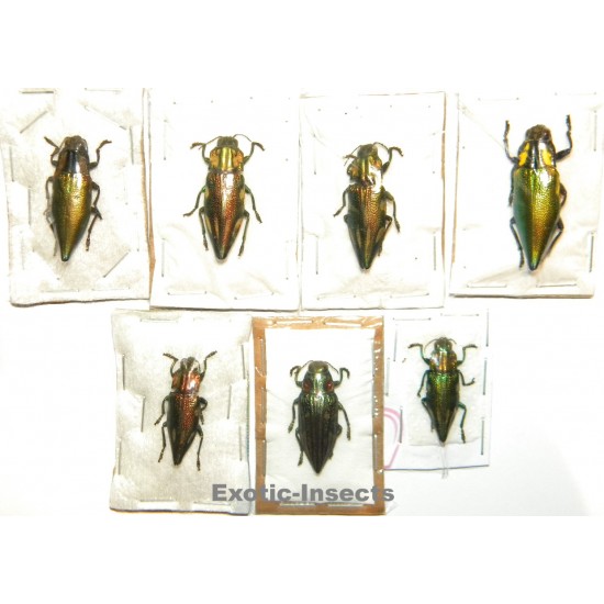 Buprestidae mix 03  Set of 21