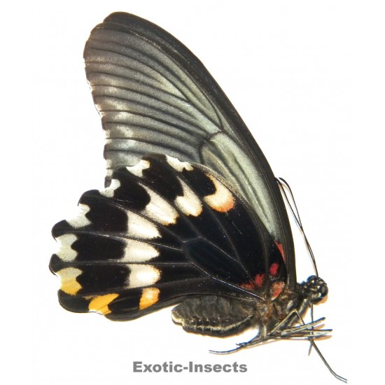 Papilio memnon perlucidus