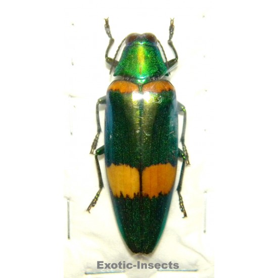 Chrysochroa klapaleki...
