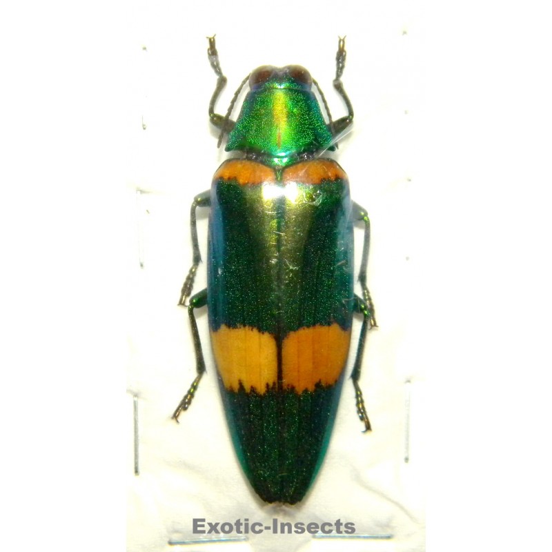 Chrysochroa klapaleki SPECIMEN 1  (48mm)