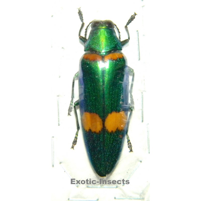 Chrysochroa klapaleki SPECIMEN 1  (48mm)