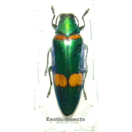 Chrysochroa klapaleki SPECIMEN 1  (48mm)