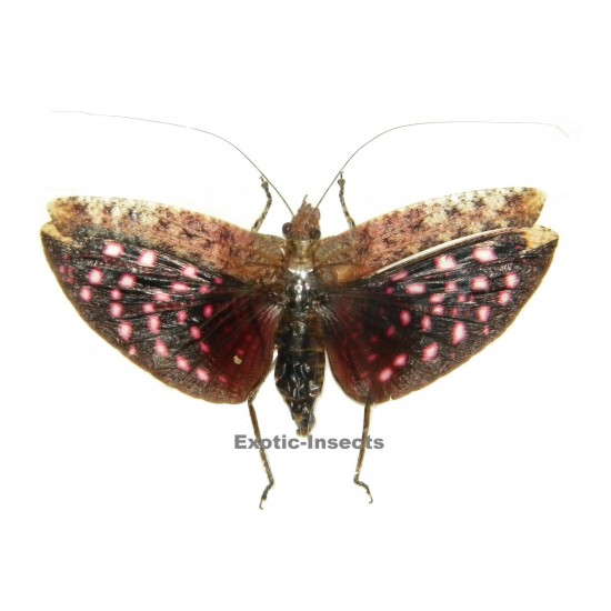 Zulpha perlaria