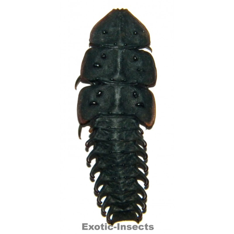 Dulticola sp.3  Set of 10