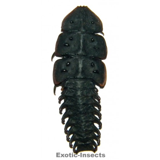 Dulticola sp.3 (20-29mm)