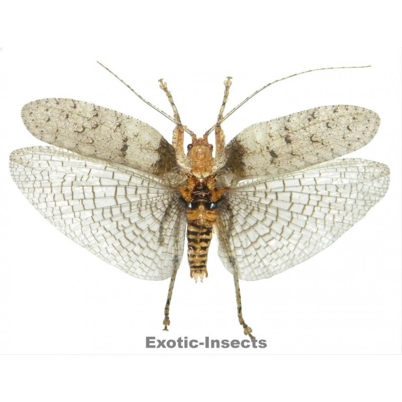 Olcinia sp.01