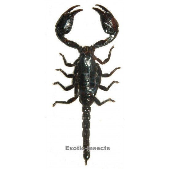 Heterometrus cyaneus