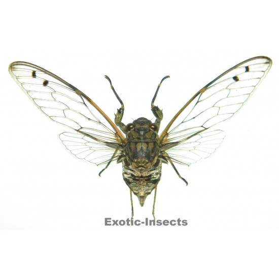 Cicadidae sp.10