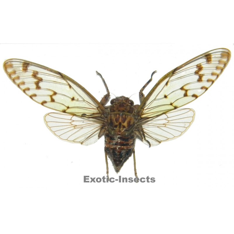 Cicadidae sp.07