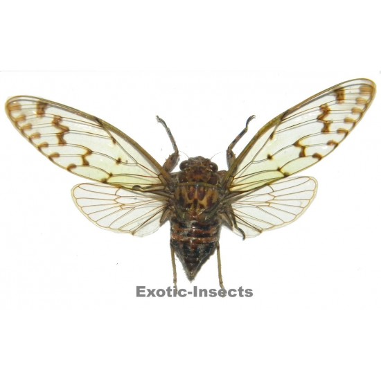 Cicadidae sp.07