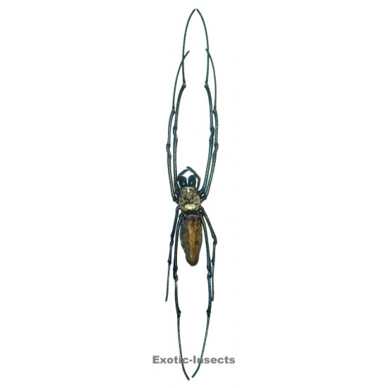 Nephila pilipes hasselti SMALL