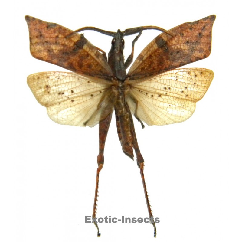 Orthoptera sp.71