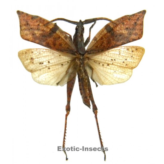 Orthoptera sp.71