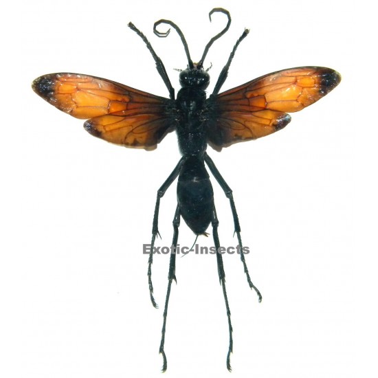 Hemipepsis anthracina (70-79mm)