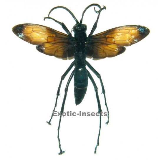 Hemipepsis anthracina 