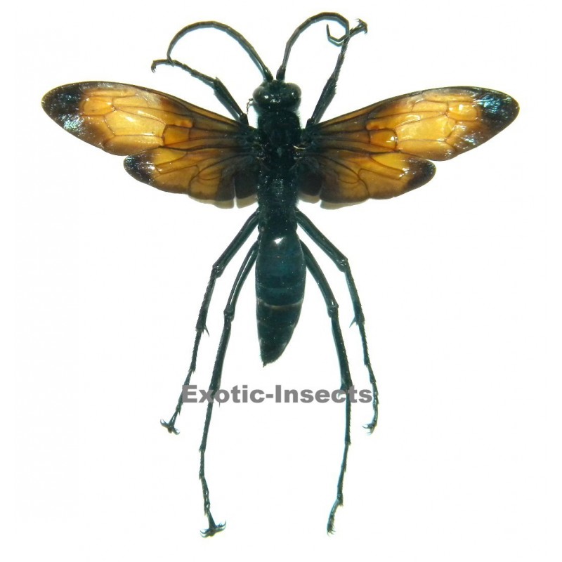 Hemipepsis anthracina
