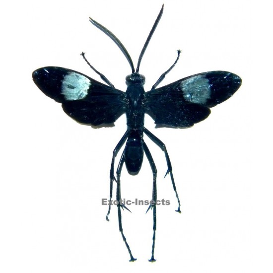 Hemipepsis speculifer diselene (60-69mm)