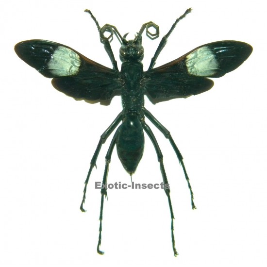 Hemipepsis speculifer diselene