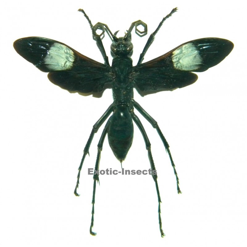 Hemipepsis speculifer diselene