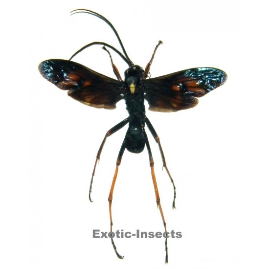 Pompilidae sp.01