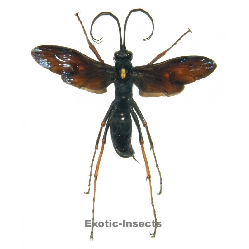 Pompilidae sp.01