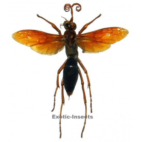 Hemipepsis sp.02 (40-49mm)