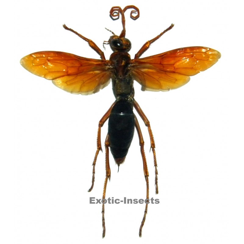 Hemipepsis sp.02 (40-49mm)