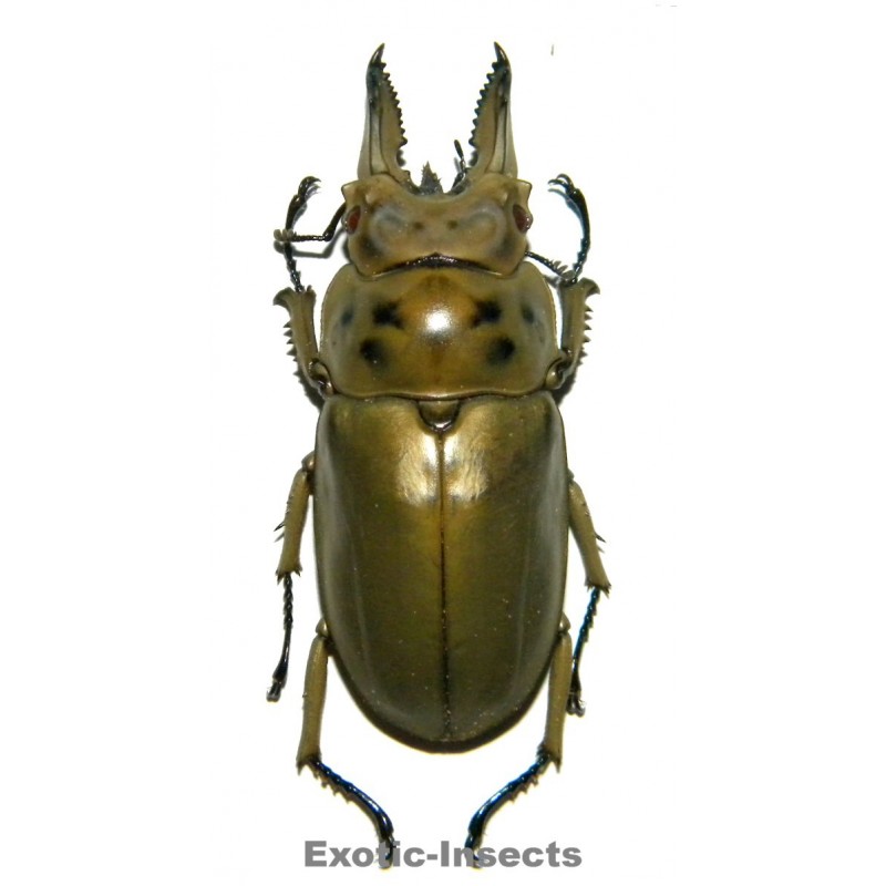 Allotopus moellenkampi moellenkampi (55-59mm)