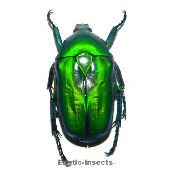 Rhomborrhina gigantea