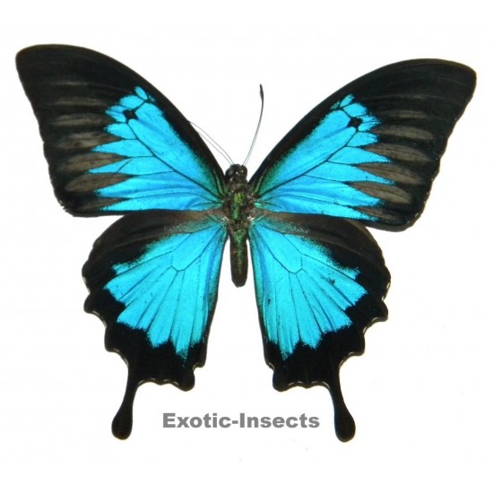 Papilio ulysses ulysses