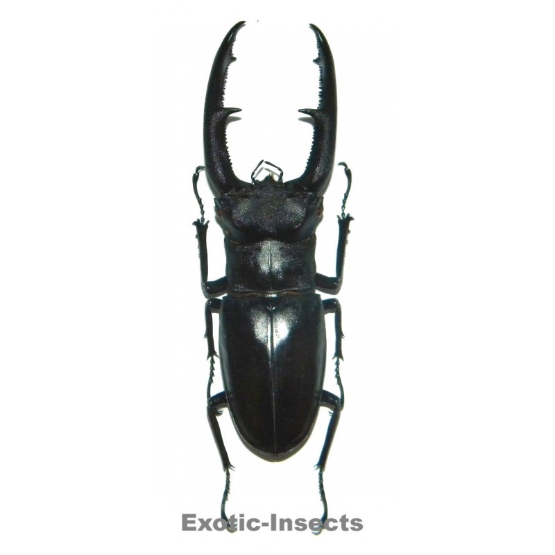 Hexarthrius mandibularis sumatranus  (75-79mm)