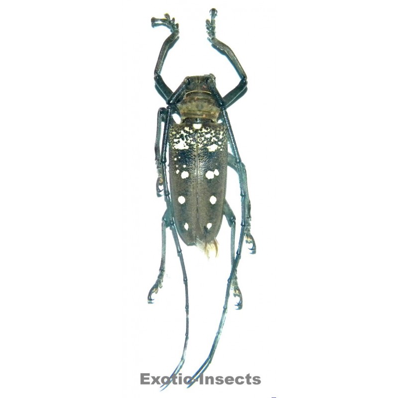 Batocera matzdorfi  (40-44mm)