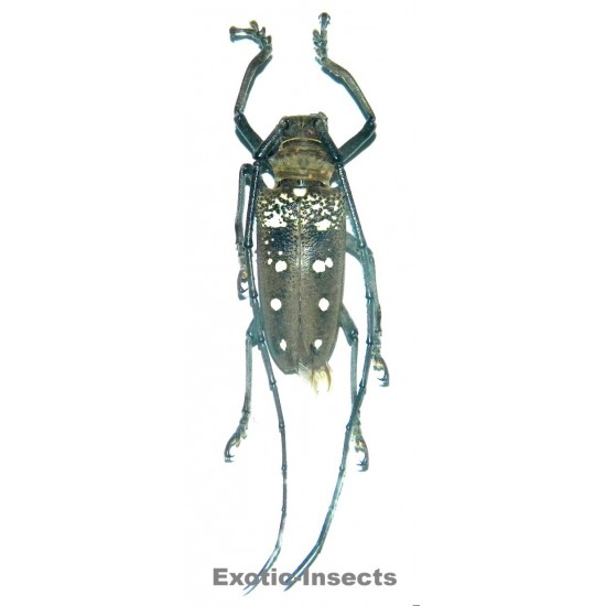 Batocera matzdorfi  (40-44mm)