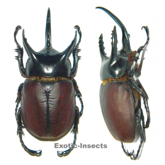 Beckius beccarii koletta (60-64mm)