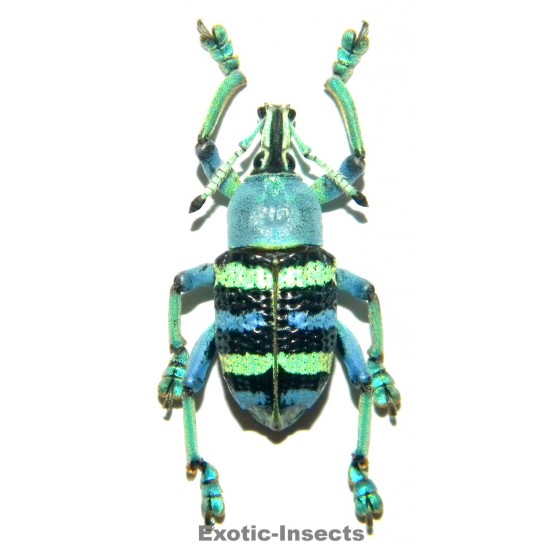 Eupholus magnificus