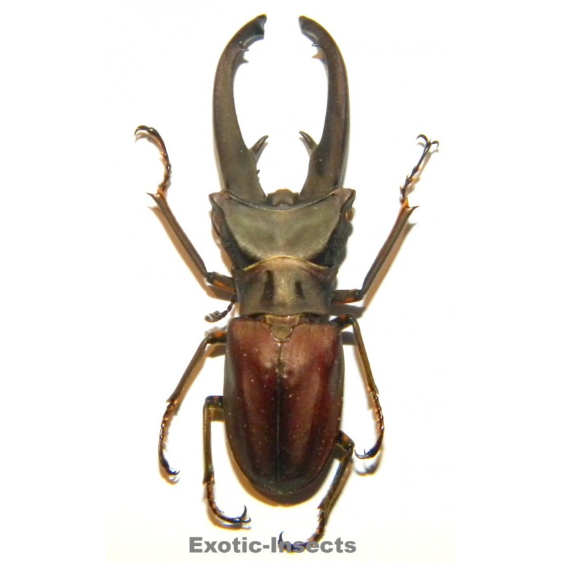 Cyclommatus eximius (51mm)  SPECIMEN 03