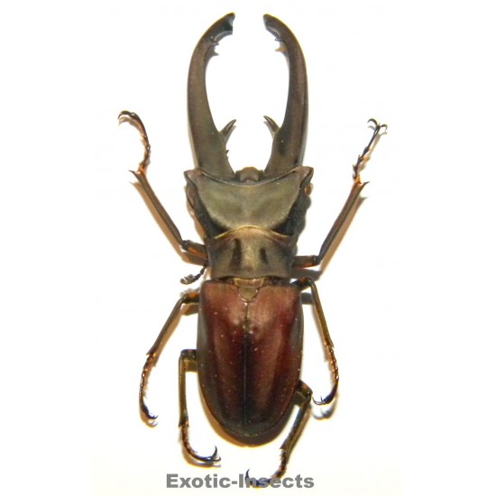 Cyclommatus eximius (51mm)  SPECIMEN 03
