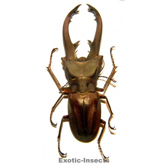 Cyclommatus eximius (55mm)...
