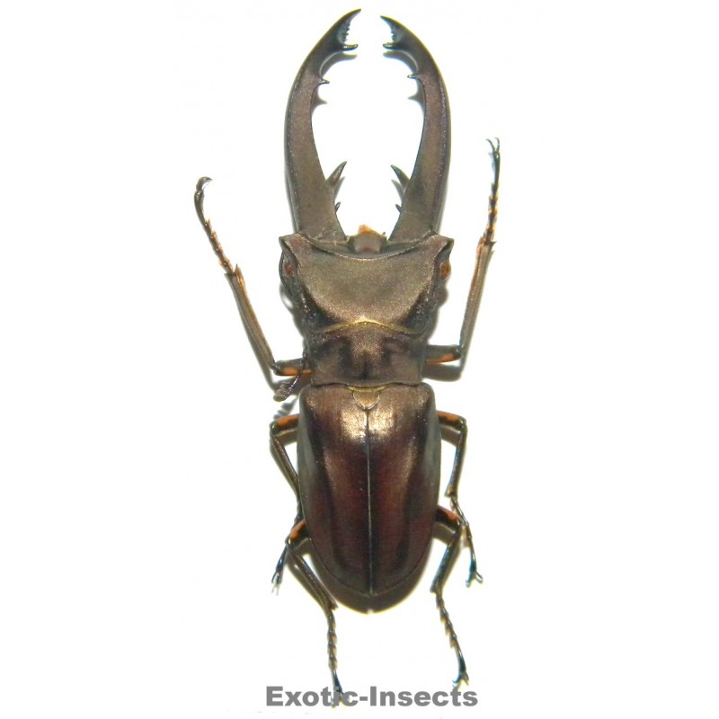 Cyclommatus eximius (49mm)  SPECIMEN 04