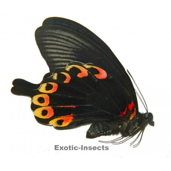 Papilio deiphobus deiphobus INTERMEDIATE