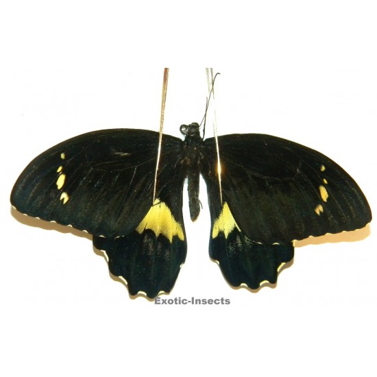 Papilio gambrisius...