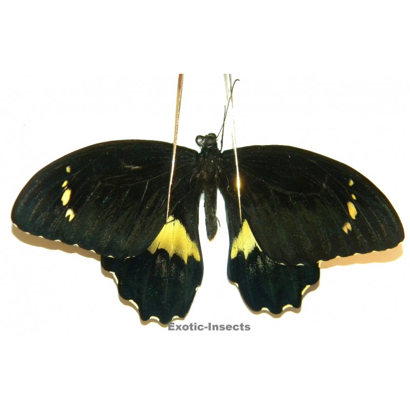 Papilio gambrisius gambrisius  ABERRATION 01