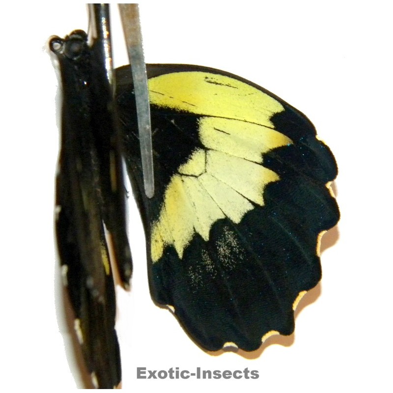 Papilio gambrisius gambrisius  ABERRATION 01