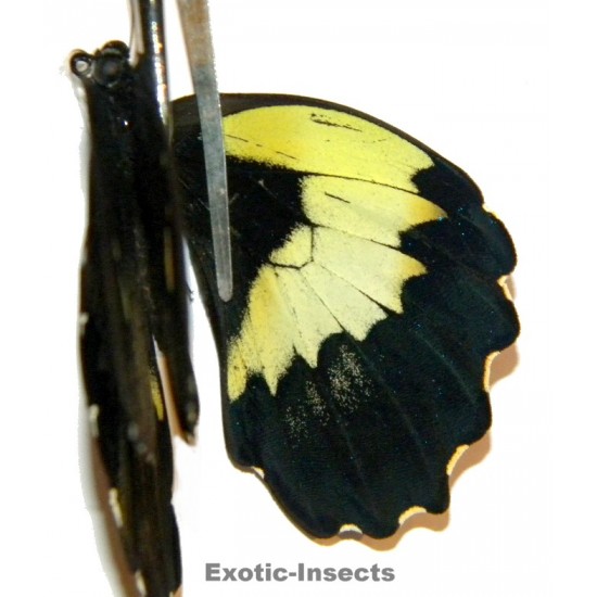 Papilio gambrisius gambrisius  ABERRATION 01