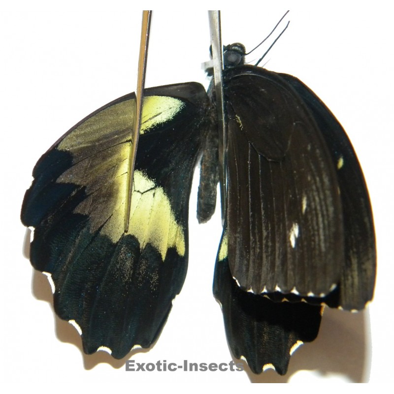 Papilio gambrisius gambrisius  ABERRATION 01